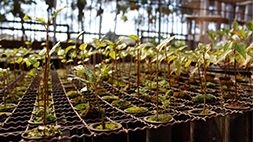 Plantas Cultivadas