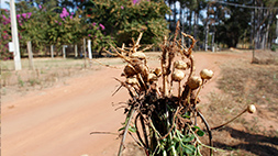 Pragas e Doenças