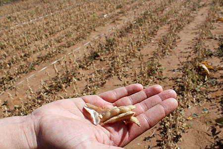 Gestão de Agronegócio