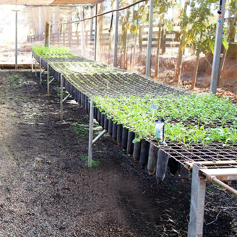 Viveiro com mudas de árvores florestais, frútiferas e hortículas