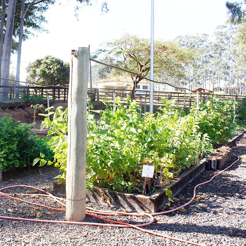 Horta com verduras, legumes e plantas medicinais